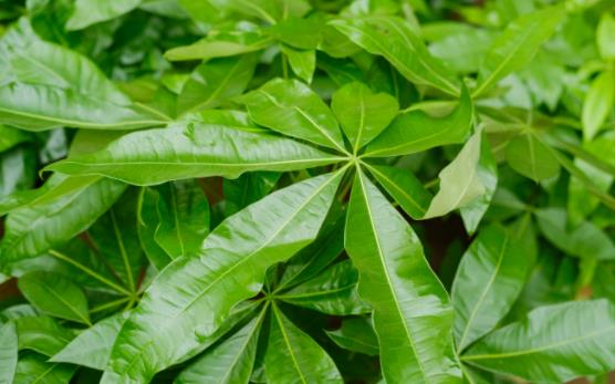 小盆栽的發財樹能長大嗎 發財樹小盆栽怎么養