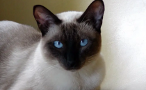 暹羅貓價格(純種暹羅貓多少錢)(純種暹羅貓和普通暹羅貓的區別)